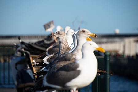 flock of gulls perched on gray metal post thumbnail