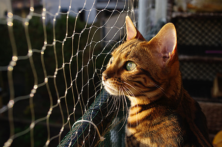 gray tabby cat sitting beside net thumbnail