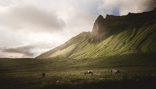 two black-and-white animals roaming on grass field thumbnail