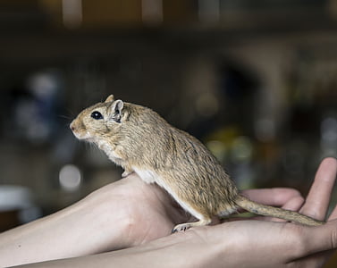 brown mouse on person's hand thumbnail