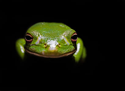 green frog in dark room thumbnail