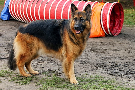 adult black and tan German shepherd near red agility tunnel thumbnail