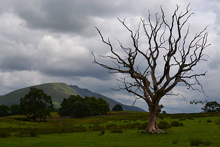 brown baretree nearby mountain thumbnail