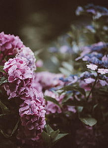macro photography of pink flowers thumbnail