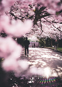 cherry blossom trees with people thumbnail