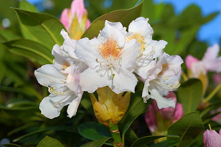 selective focus photography of white petaled flower plant thumbnail