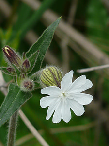 White Lichtnelke, Campion thumbnail