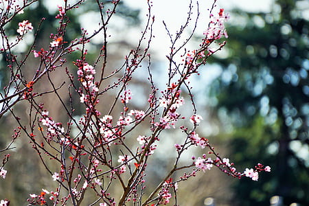 shallow focus photography of red and white flowers thumbnail