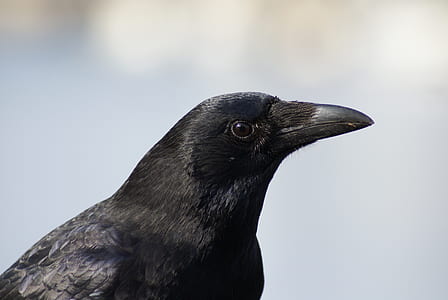 selective focus photo of black crow thumbnail