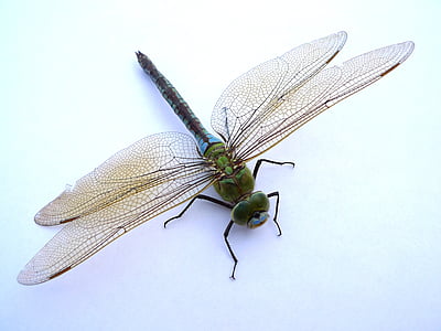 green dragonfly on white background thumbnail