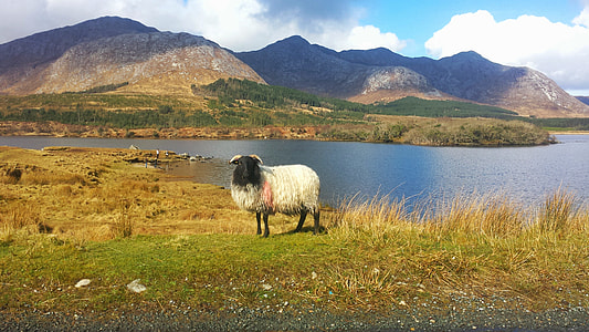 white and black sheep sanding near body of water during daytime thumbnail