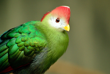 green and red bird thumbnail