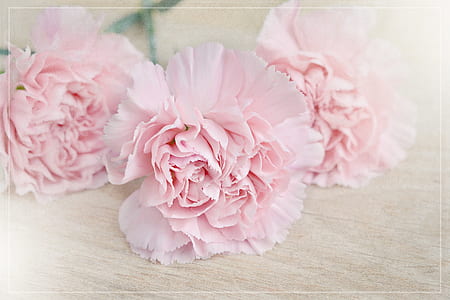 three pink petaled flowers in bloom thumbnail