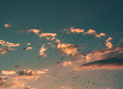 flock of birds flying on blue and white skies during sunset thumbnail