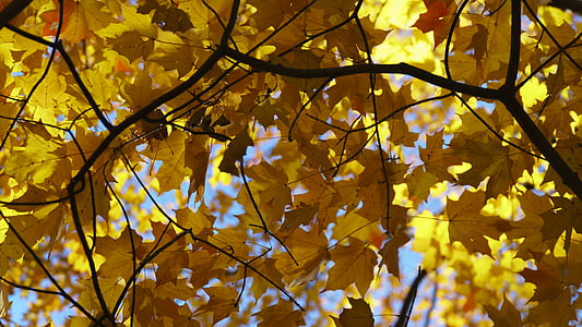 yellow maple tree thumbnail