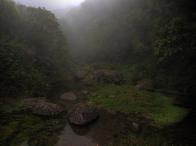calm river surrounded by trees covered with fogs thumbnail