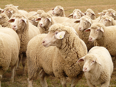 herd of brown sheeps thumbnail