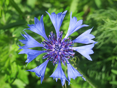 Centaurea Cyanus, Cornflower thumbnail