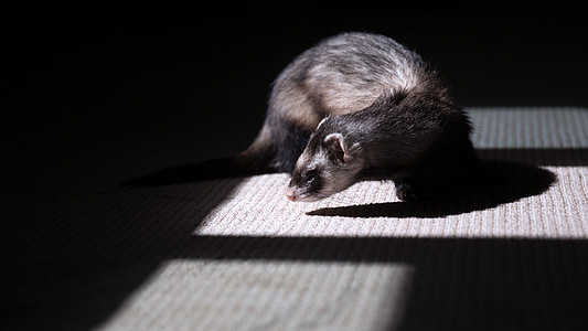 black and brown ferret on grey textile thumbnail