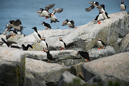 penguins in rock thumbnail