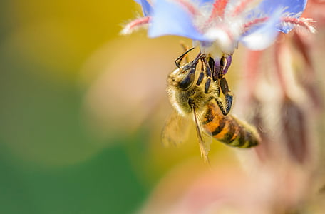 bee on purple flower thumbnail