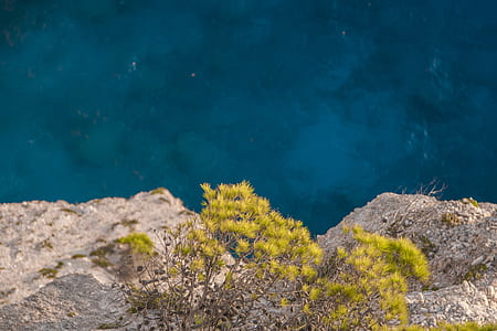 green plants on rock thumbnail