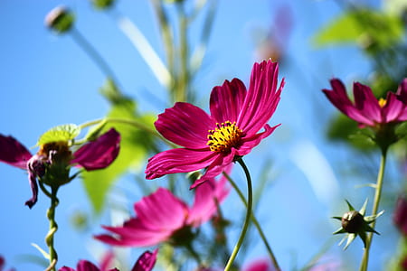 selective focus photography of pink petaled flower thumbnail