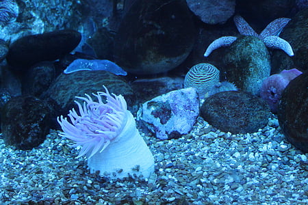 sea anemone underwater thumbnail