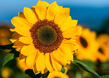 closeup photo of sunflower thumbnail