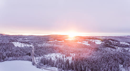 Aerial Photo of Forest thumbnail