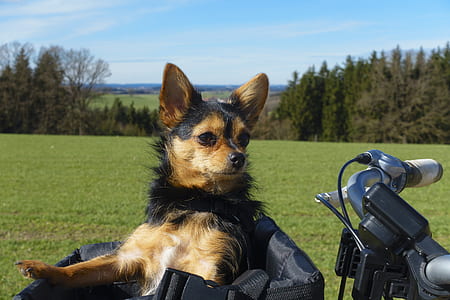 black and brown dog in bag thumbnail