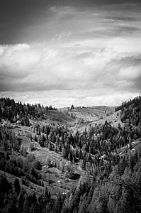 grayscale photography of sky above green leaf trees growing on valley thumbnail