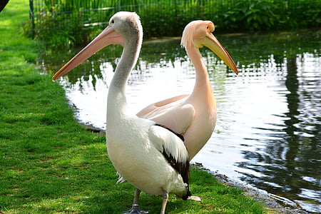 two storks near body of water thumbnail