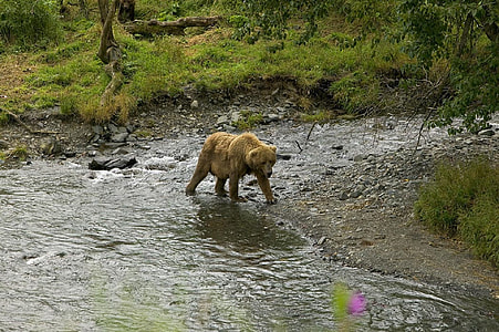 brown bear on body of water in forest thumbnail
