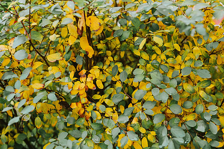 Yellow leaves thumbnail