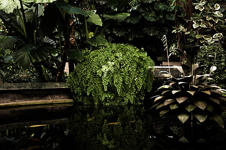 green leafed plant placed near pond thumbnail