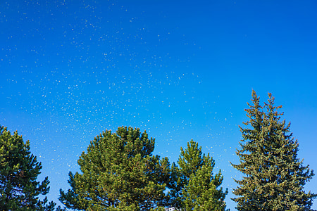 Yellow Festival Confetti Above the Trees thumbnail
