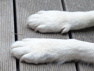 short-coated white dog with paws on surface thumbnail