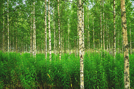 Birch Forest in Russia thumbnail