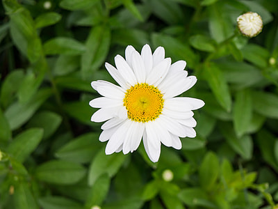 selective focus photo of white daisy in bloom thumbnail