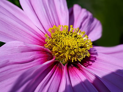pink and yellow daisy flower in bloom macro photo thumbnail