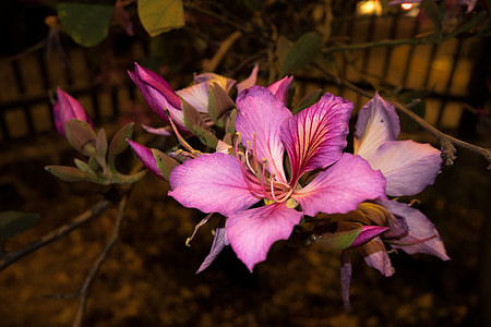 Magenta Flower, Unam Nature thumbnail