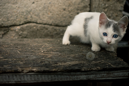 short-coated white kitten thumbnail