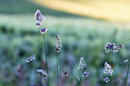 purple petaled flower thumbnail