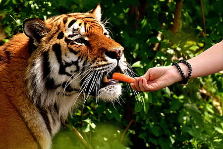 right person hand feeding carrots on tiger thumbnail