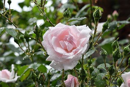 white rose thumbnail