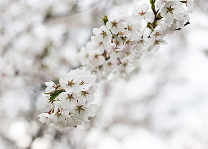 Blossoming Cherry Tree Photo thumbnail