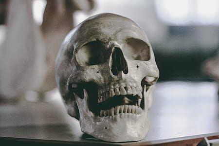 gray skull on brown table thumbnail