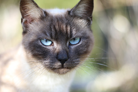 closeup photo of white and black Russian Blues thumbnail