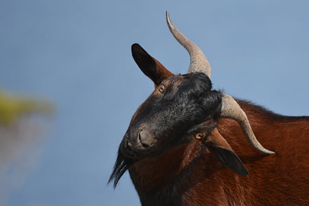 goat, bock, wild, spain, escorca, happy face thumbnail
